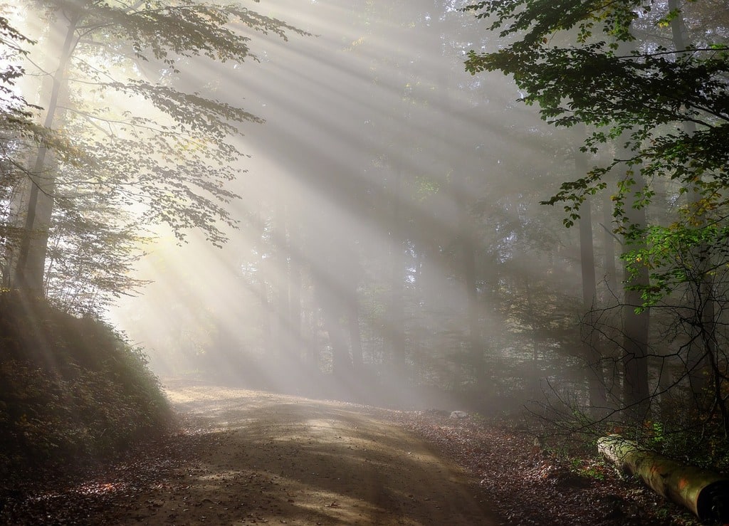 Was der Wald uns wirklich lehrt